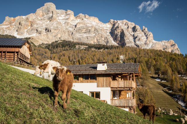 Immagine: Apartments Bandiarać